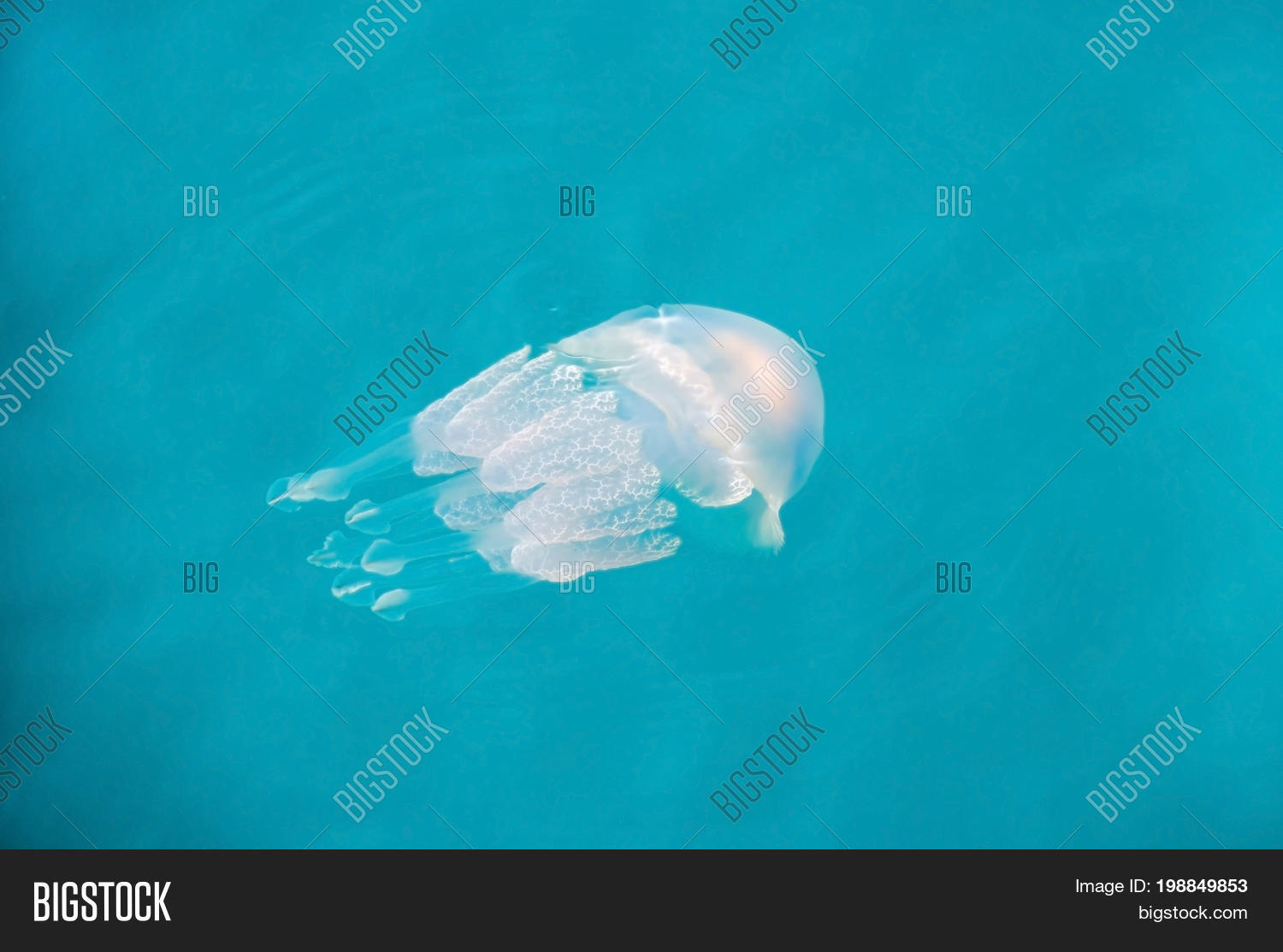 Jellyfish Umbrella Image & Photo (Free Trial) Bigstock