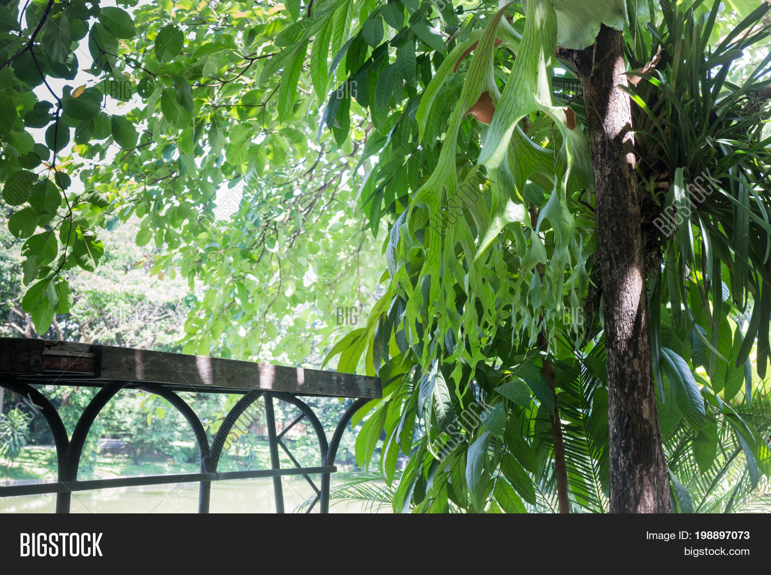 Outdoor Green Plant Image & Photo (Free Trial) Bigstock