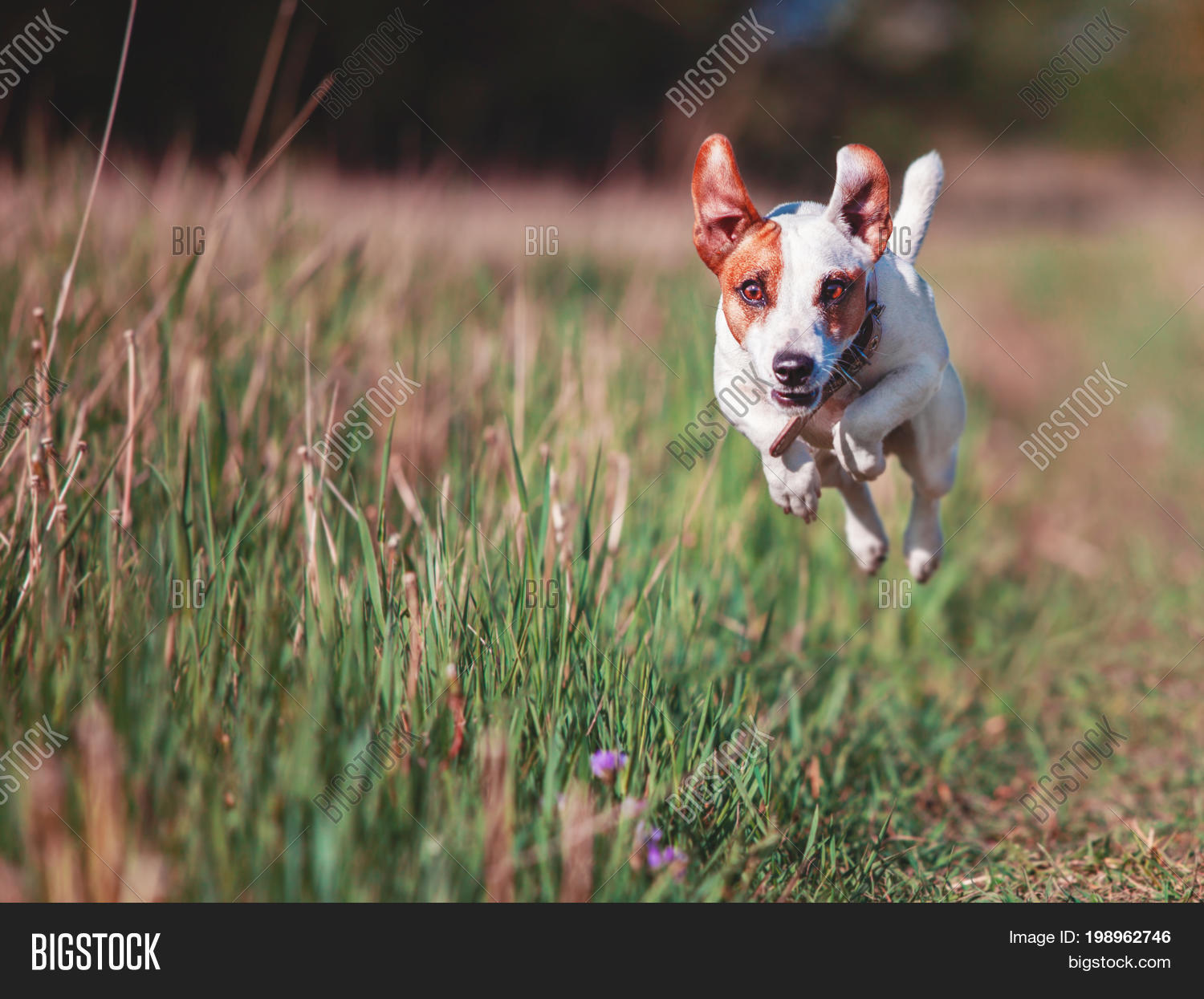 Dog Running. Jumping Image & Photo (Free Trial) Bigstock