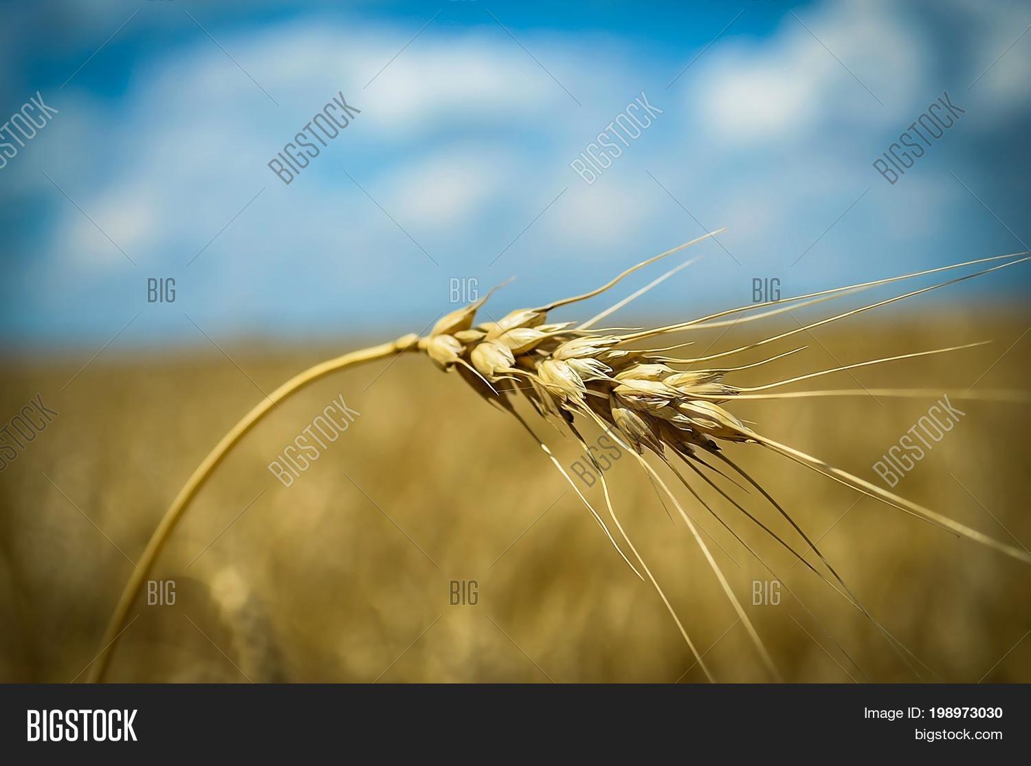 Wheat Spike On Image & Photo (Free Trial) Bigstock