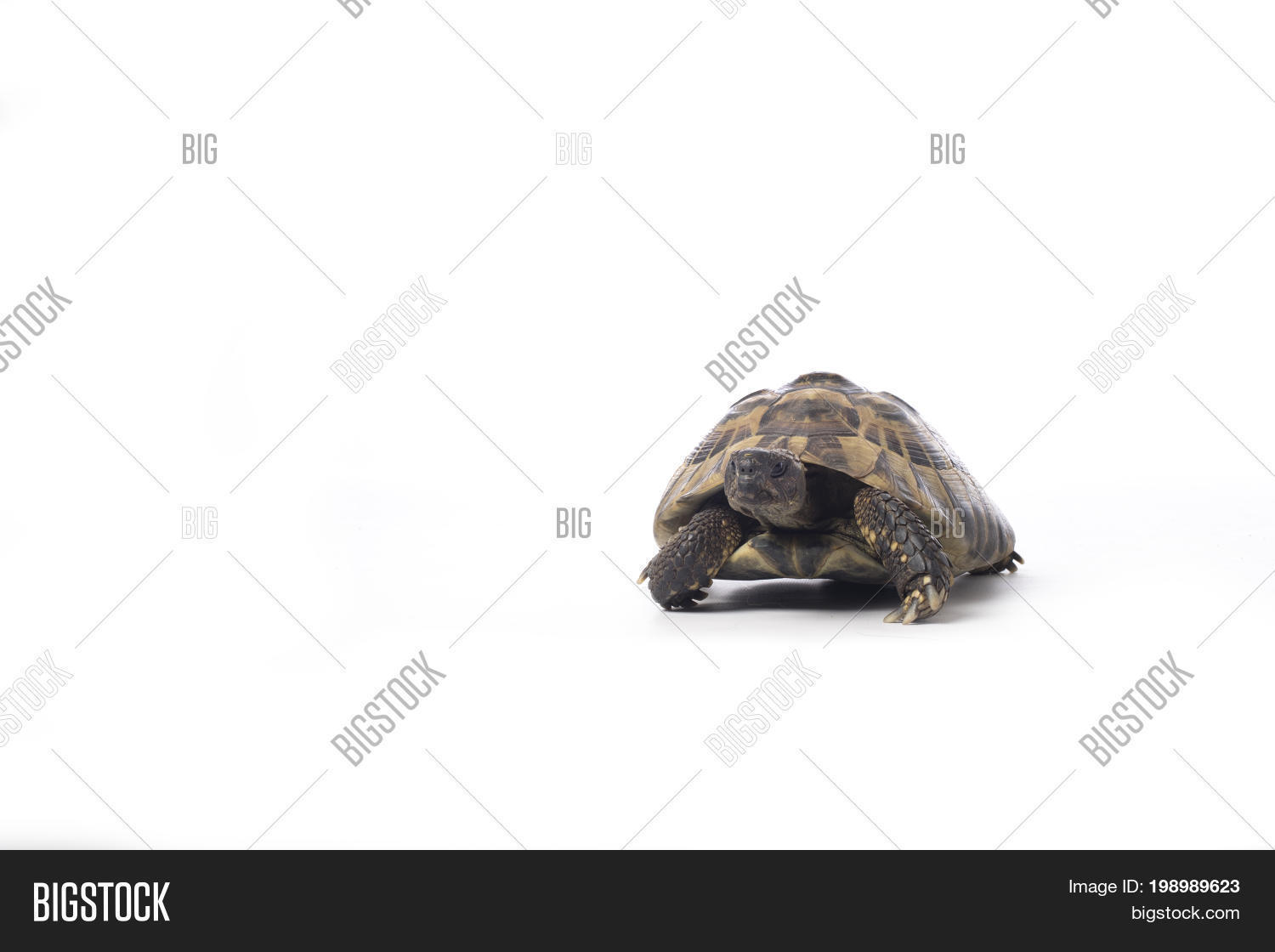Greek Land Tortoise Image & Photo (Free Trial) Bigstock