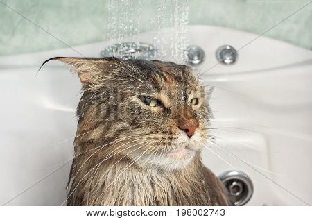 Wet cat. Funny cat in the bath