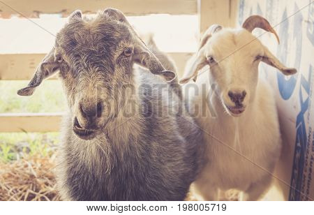Pair of goats (Capra Aegagrus Hirucs) have funny expressions at the county fair in vintage garden setting