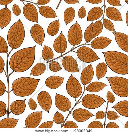 Seamless pattern of beautiful brown birch, honeysuckle leaves, twig, branches, sketch style vector illustration on white background. Hand drawn honeysuckle twig seamless pattern