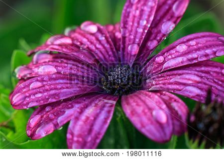 Violet gerbera flower on white isolated background with clipping path. Closeup. no shadows. For design. Nature.