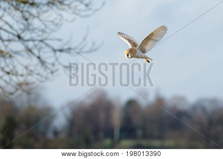 Single Barn Owl (tyto Alba) Flying, In Flight, Hunting Hovering Over  Meadow