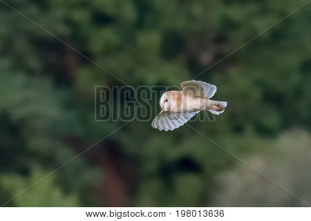 Side View Of A Single Barn Owl (tyto Alba) Flying Across Green Background