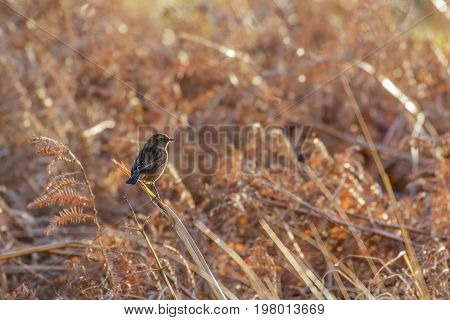 Female Stonechat (saxicola Rubicola) Perched Among Dead Bracken