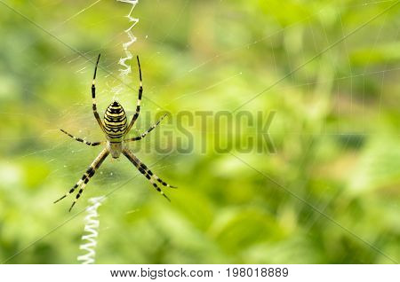 Black and yellow striped spider on the web