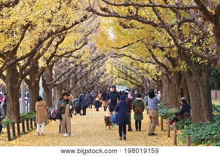 Ginkgo Avenue, Tokyo
