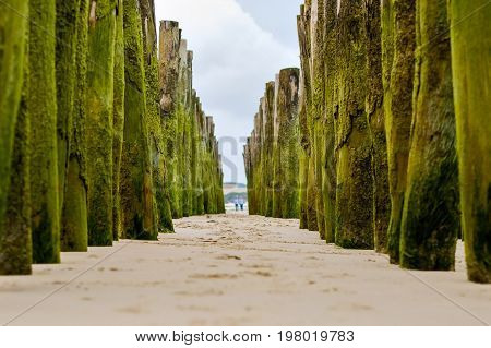 Wooden breakwaters on Wissant beach on sunny summer day, France