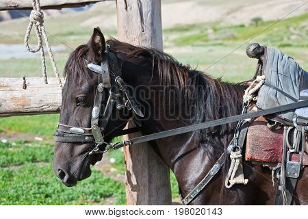 Kyrgyz black stallion in harness with a saddle at the hitching post. A saddled horse tied to the fence. Tien Shan Kyrgyzstan