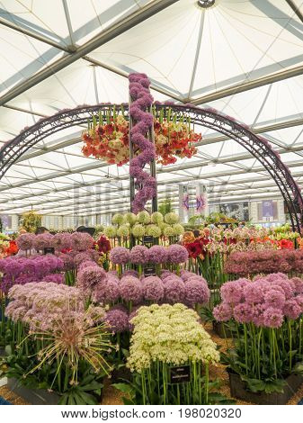 LONDON UK - MAY 25 2017: RHS Chelsea Flower Show 2017. Visitors at alliums and hippeastrums display.