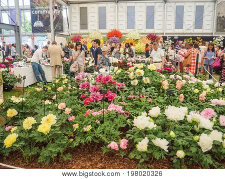 LONDON UK - MAY 25 2017: RHS Chelsea Flower Show 2017. Visitors at peonies display.