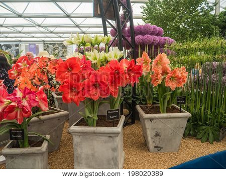 LONDON UK - MAY 25 2017: RHS Chelsea Flower Show 2017. Visitors at alliums and hippeastrums display.