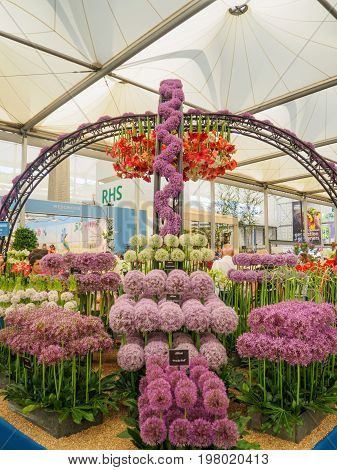 LONDON UK - MAY 25 2017: RHS Chelsea Flower Show 2017. Visitors at alliums and hippeastrums display.