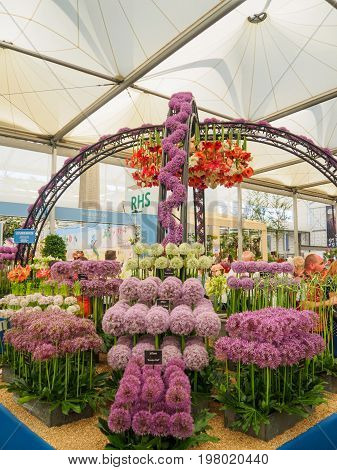 LONDON UK - MAY 25 2017: RHS Chelsea Flower Show 2017. Visitors at alliums and hippeastrums display.