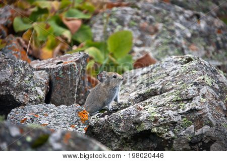 Young pika in the mountains of Tien Shan. A rodent from the family of lagomorphs - pika red fall among the stones. The Issyk-Kul region Kyrgyzstan
