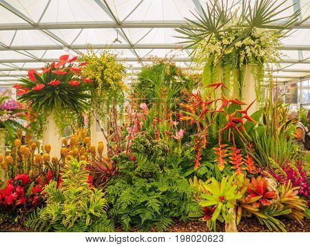 LONDON UK - MAY 25 2017: RHS Chelsea Flower Show 2017. Tropical plants display.