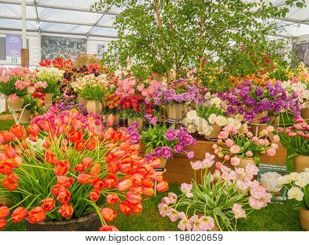 LONDON UK - MAY 25 2017: RHS Chelsea Flower Show 2017. Bright and colourful tulips display.