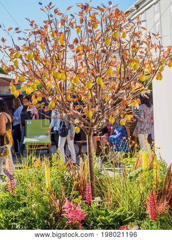 LONDON UK - MAY 25 2017: RHS Chelsea Flower Show 2017. Visitors passing by sculptured lemon tree.