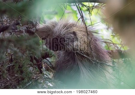 Porcupine On A Tree In Juneau Alaska