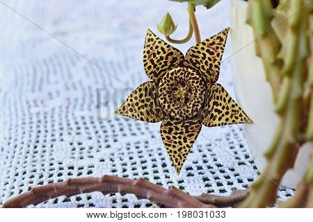 Exotic starfish cactus flower in all its beauty