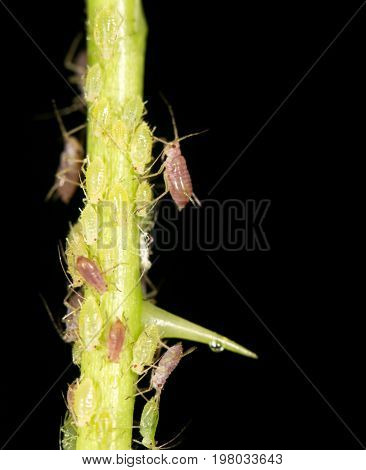 aphids on the plant. close . A photo