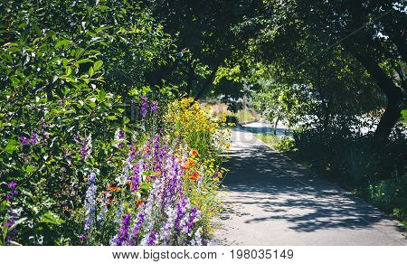Small rural street with tall trees and grass in the morning sun. Close up of rosebush, climbing rose with pink flowers, yellow flowers border in blur background.
