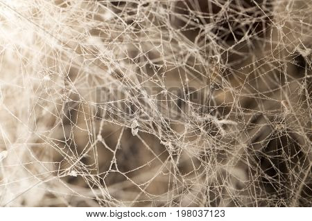 background from the old web . A photo