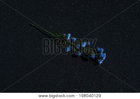 Medicinal plant Centaurea cyanu isolated on a black shiny background