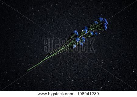 Medicinal plant Centaurea cyanu isolated on a black shiny background