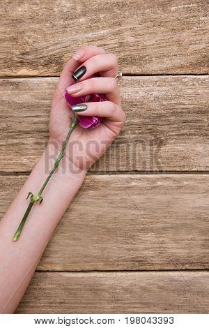Young woman gently holds carnation in hand. Beautiful purple flower hides in palm, elegant short nails, sensual floral concept