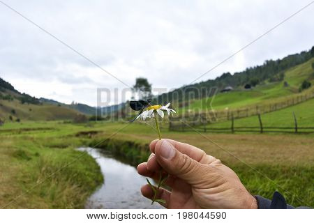 A Male Beautiful Demoiselle Damselfly rests on a flower at Fundatura Ponorului Romania