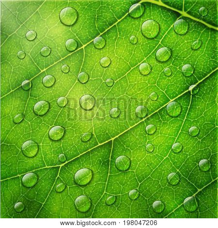 Vector Water Drops On Green Leaf Macro Background.