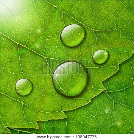 Vector Water Drops With  Flare And Bokeh On Green Leaf Macro Bac