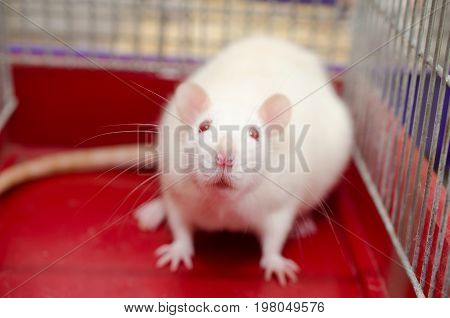 White laboratory rat sitting in a cage shallow DOF with selective focus on the rat nose