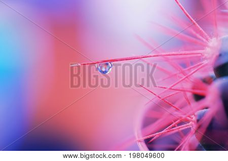Macro shot of a tiny drop of water on a needle of a cactus against a beautiful multicolored background (very shallow DOF selective focus on the drop of water)