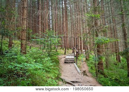 Typical walk in the forest open-air museum in Vydrovo. Educational walkway in nature.