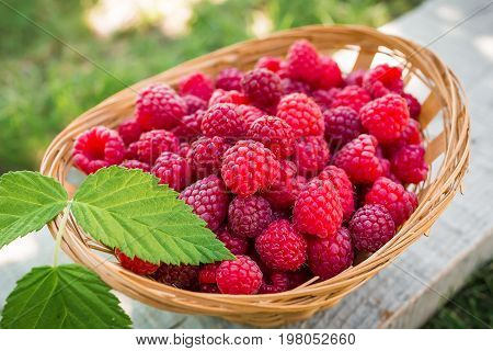 Raspberry basket, raspberry bush branch, growing raspberries