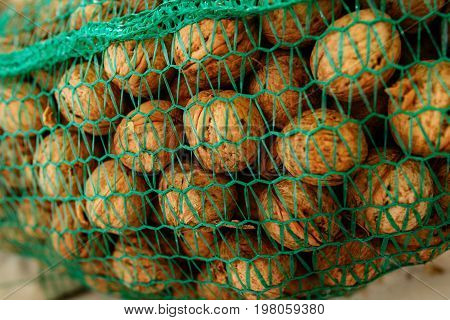Background of bunch of unpeeled riped walnuts collected into green wicker net bag.