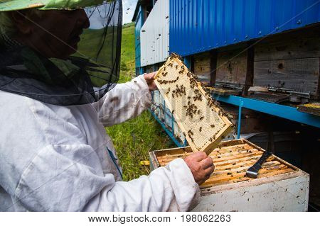 The beekeeper keeps a frame with honey sealed with wax on which bees sit