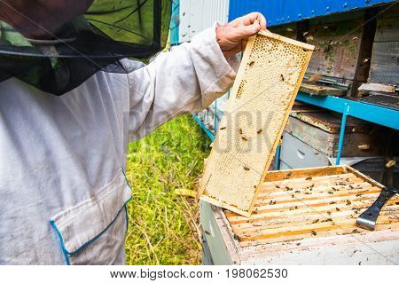 The beekeeper keeps a frame with honey sealed with wax on which bees sit