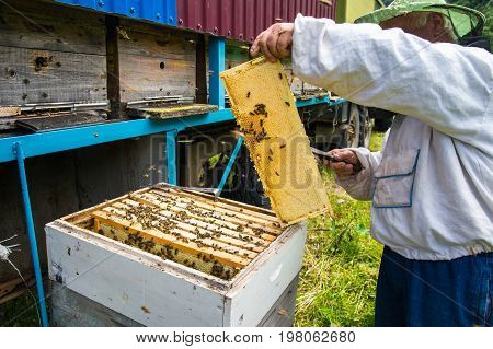 The beekeeper keeps a frame with honey sealed with wax on which bees sit