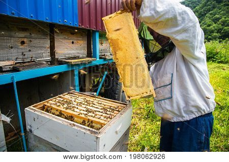 The beekeeper keeps a frame with honey sealed with wax on which bees sit