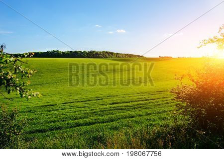 Morning Landscape With Green Field, Traces Of Tractor In Sun Rays