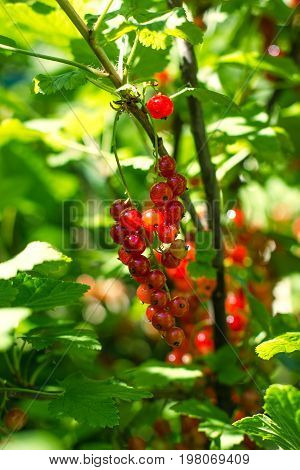 redcurrant collection. collects ripe red currant berries