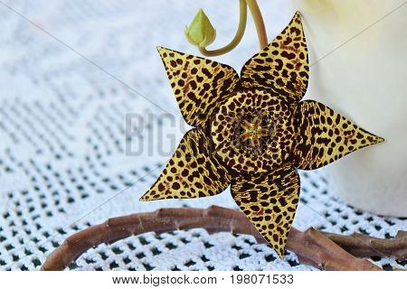 Exotic starfish cactus flower in all its beauty