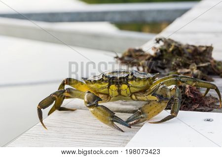 European Shore Crab Fishing Released