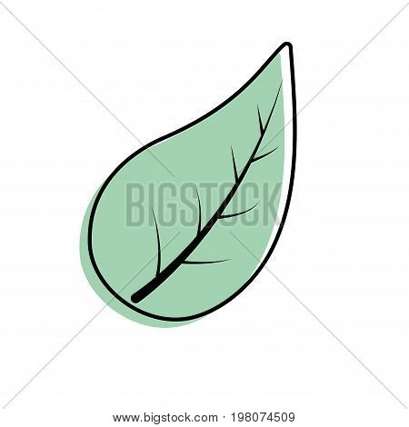 natural leaf of plant and exotic botany vector illustration